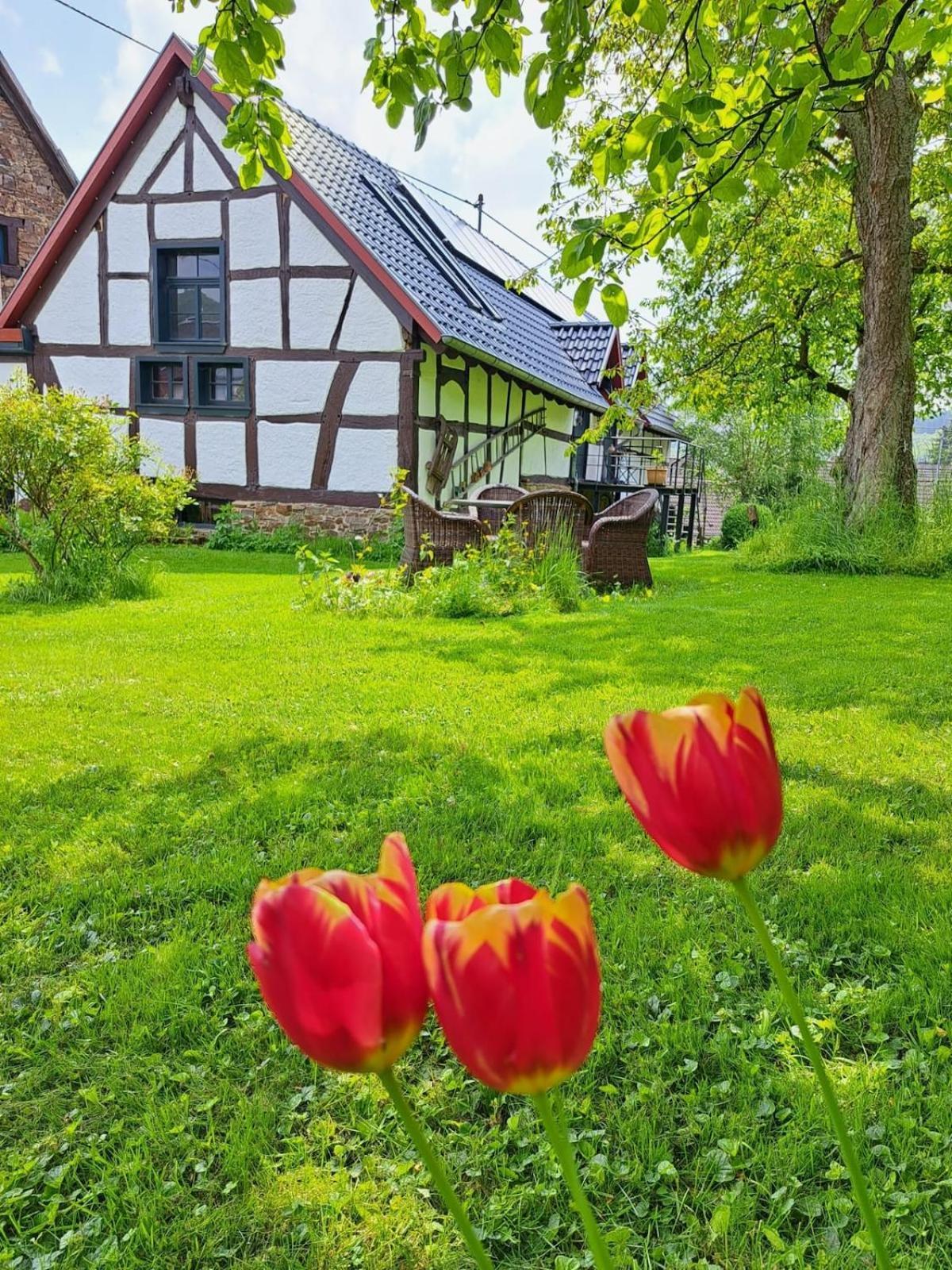 Am Aremberg / Eifel *